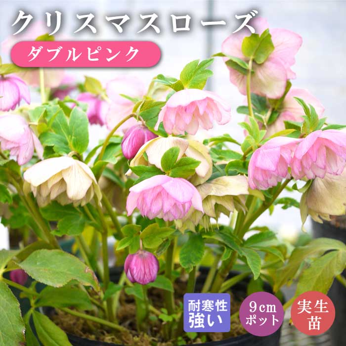 クリスマスローズ 苗 ダブルピンク 実生苗 9cm 八重咲き 実生 冬