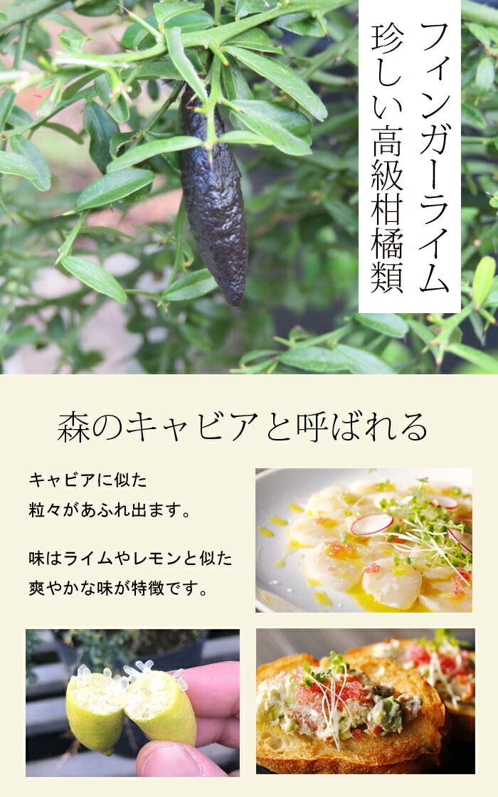 フィンガーライム 苗木 グリーンクリスタル 15cm鉢 柑橘 柑橘苗 自家