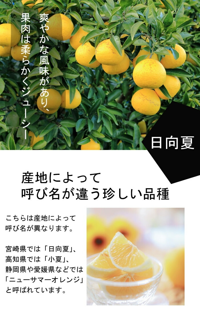 オレンジ 苗木 日向夏 ニューサマーオレンジ 15cmポット 小夏 接木