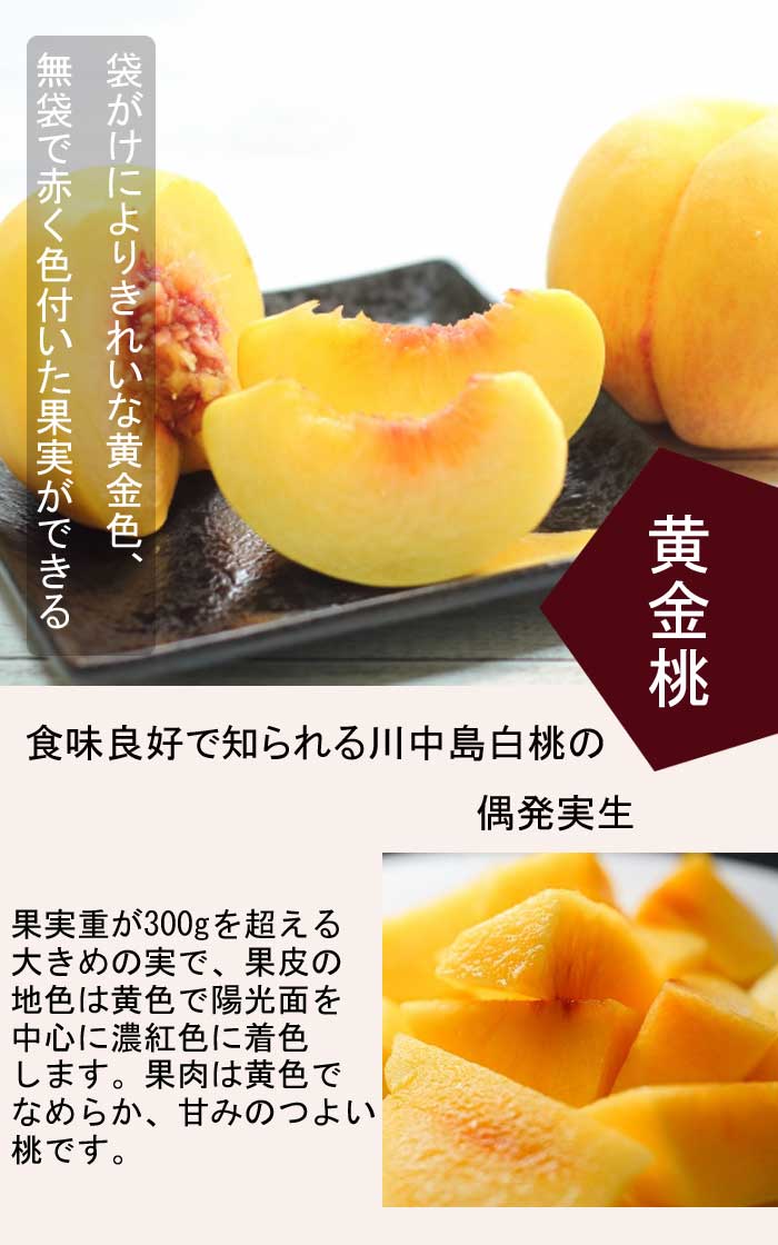 桃 苗 黄金桃（おうごんとう） 苗木 15cmポット 接木 果樹 苗 自家