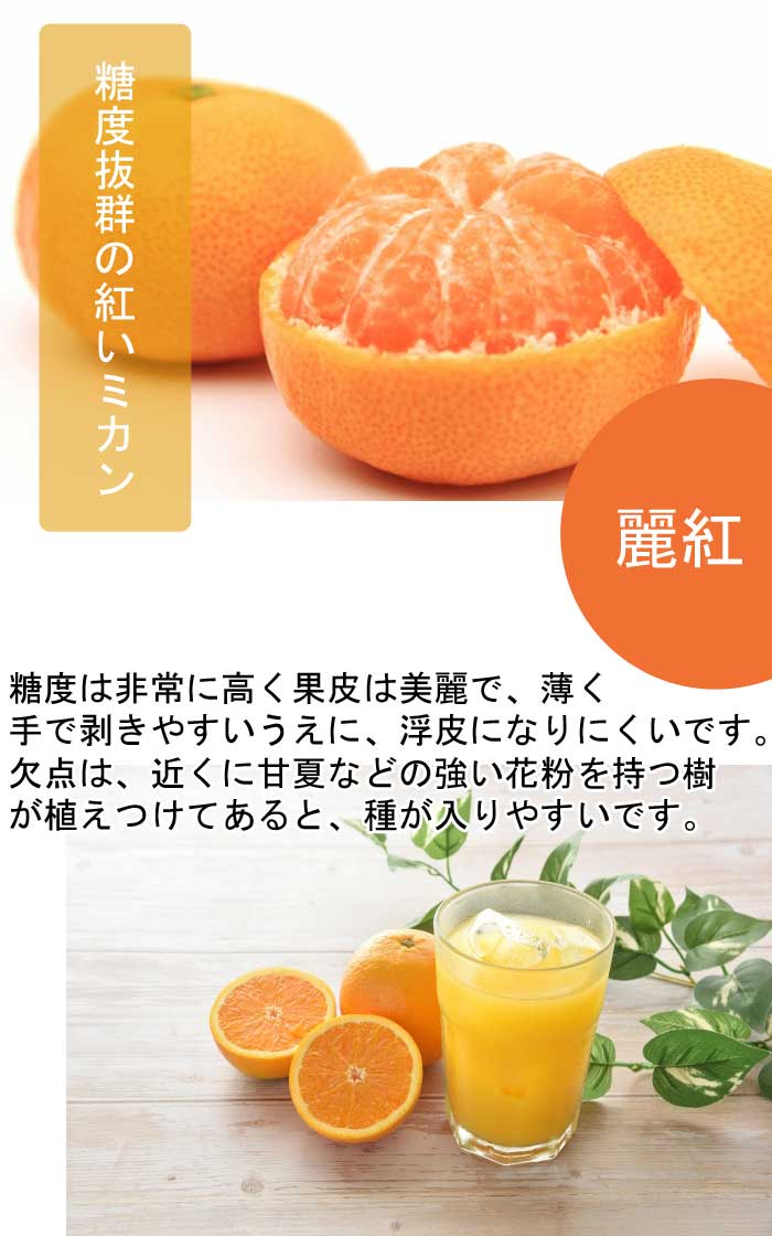 みかん 苗木 麗紅 れいこう 15cmポット 接木 苗 登録品種 PVP 自家