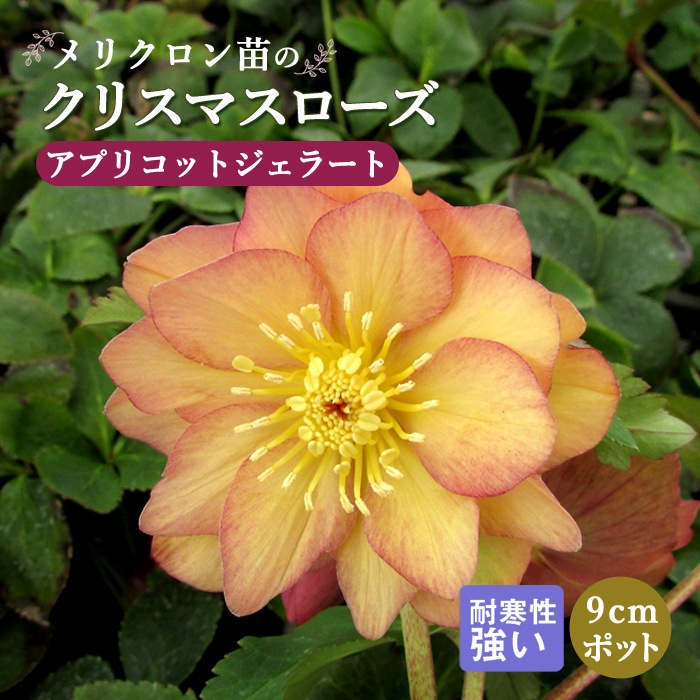 クリスマスローズ 苗 アプリコットジェラート メリクロン苗 9cm