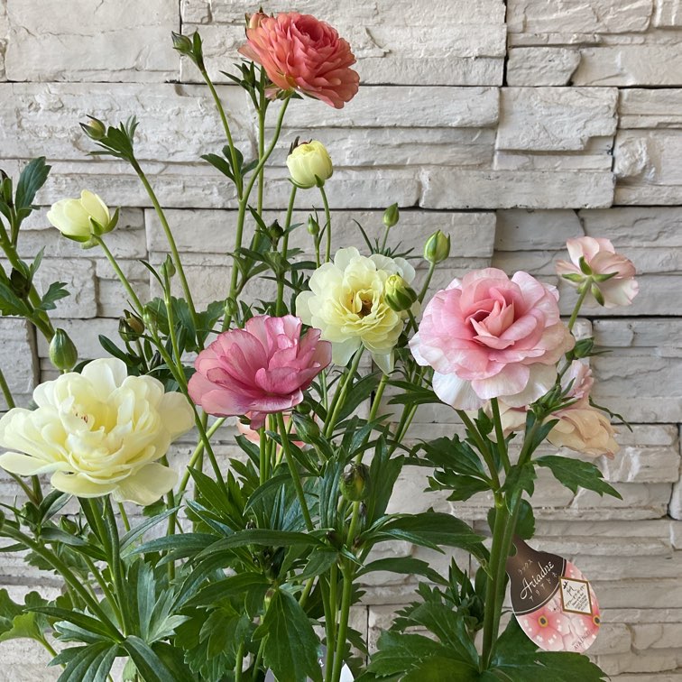 hiroakin様 ラナンキュラスラックス ハデス キュベレー 【公式通販】