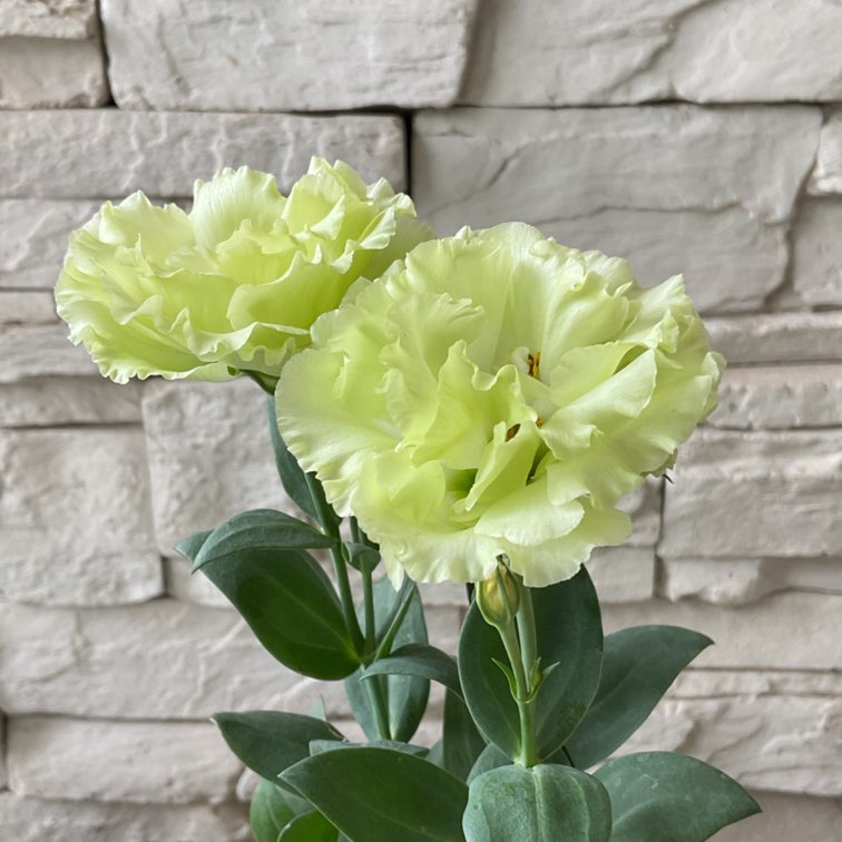 八重咲きトルコキキョウ | 鉢花・花苗 | 橋本種苗園オンラインストア