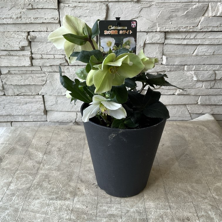 クリスマスローズ 氷の薔薇 ホワイト 5寸鉢 | 鉢花・花苗 | 橋本種苗園