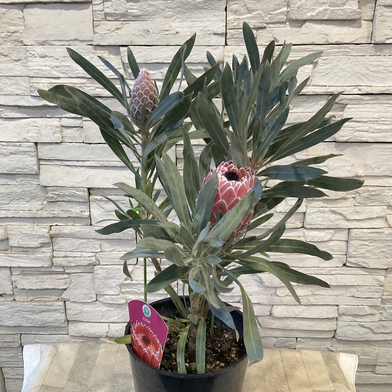 プロテア ジュリエット 6寸鉢 | 鉢花・花苗 | 橋本種苗園オンラインストア