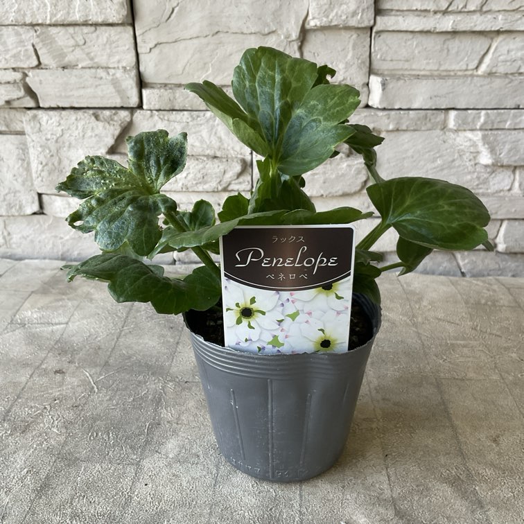 ラナンキュラス ラックスシリーズ 選べる2色 | 鉢花・花苗 | 橋本種苗