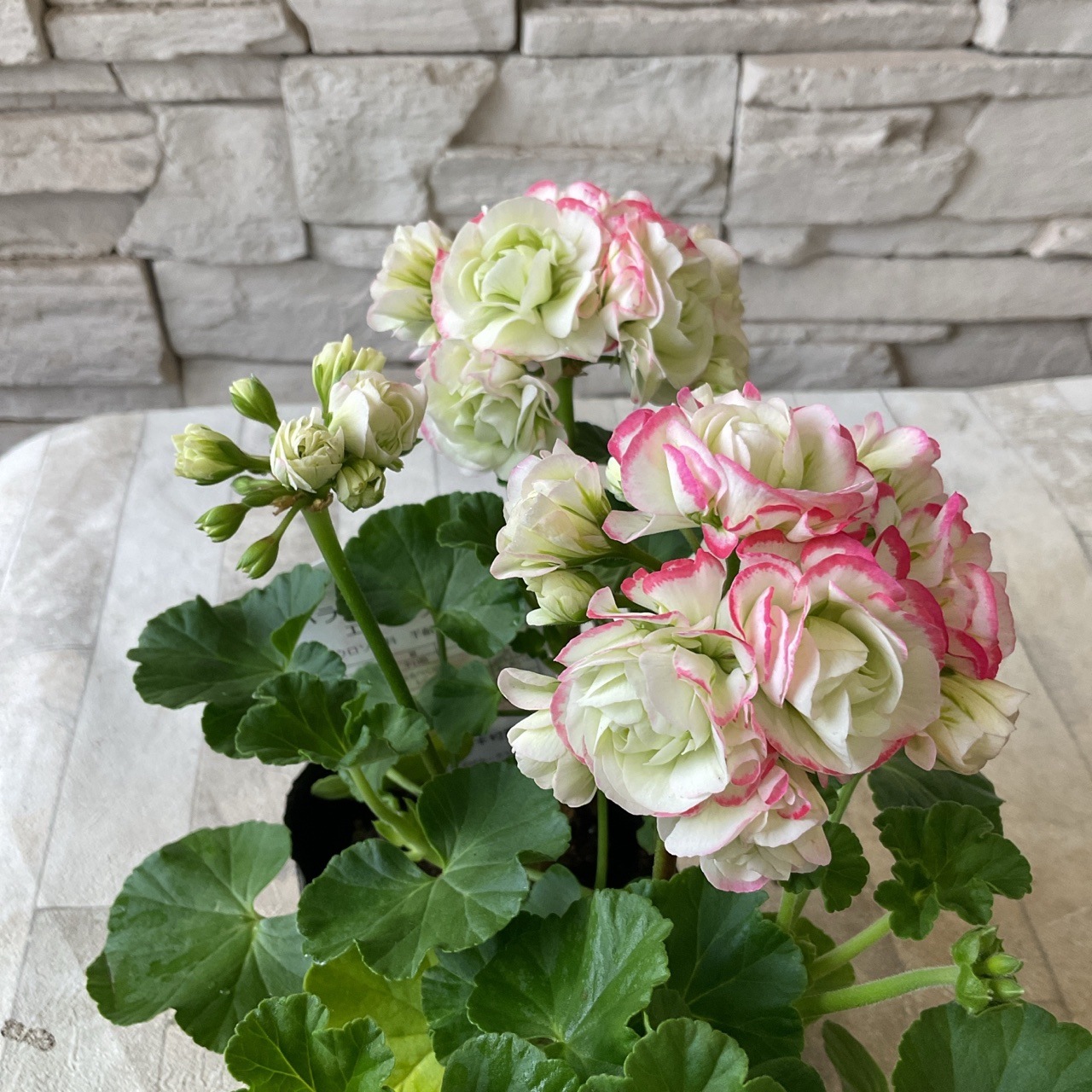 バラ咲きゼラニウム エンゼルブーケ 3.5寸ポット | 鉢花・花苗 | 橋本