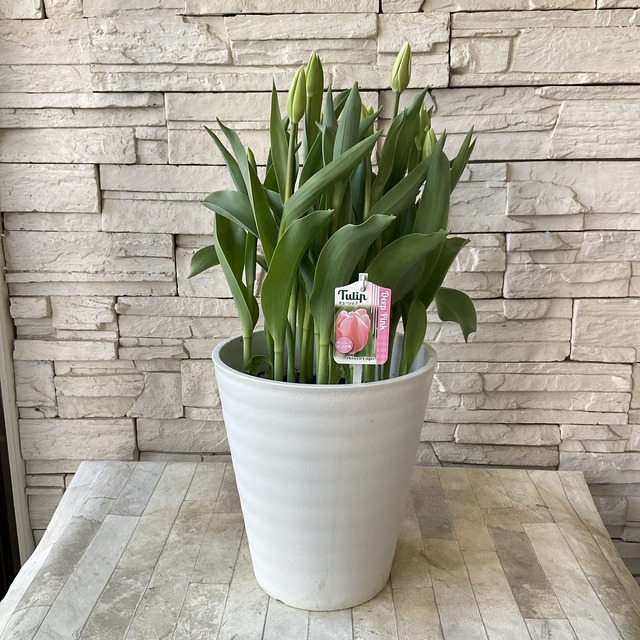 チューリップ 8寸鉢 選べる♪7色 | 鉢花・花苗 | 橋本種苗園オンライン
