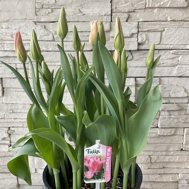 チューリップ 8寸鉢 選べる♪7色 | 鉢花・花苗 | 橋本種苗園オンライン