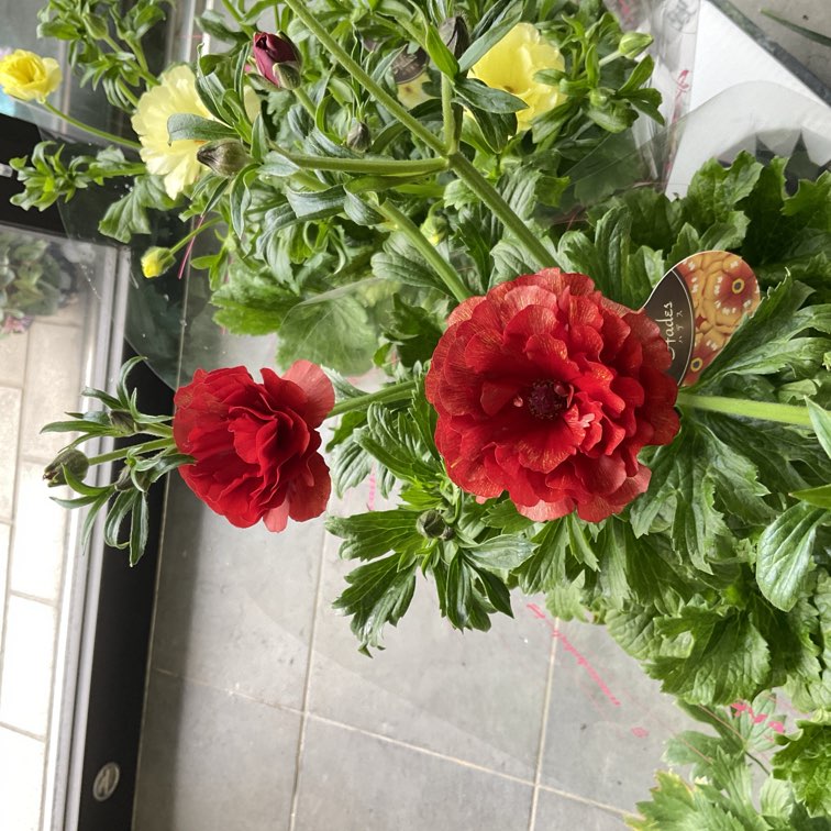 ラナンキュラス ラックスシリーズ 6号鉢 選べる4色 | 鉢花・花苗