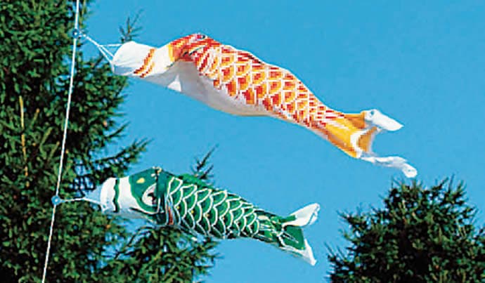 し*ん様 ゴールデンフジサワ鯉 鯉のぼり し*ん様 ゴールデンフジサワ鯉