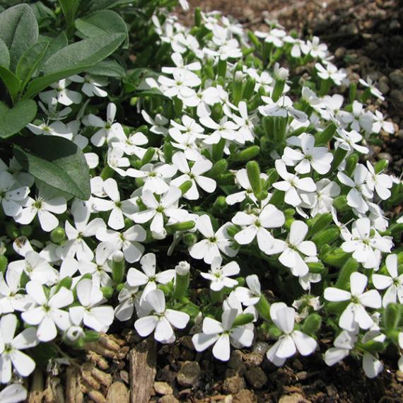 白花ロックソープワート(ポット苗) | 日野春ハーブガーデン