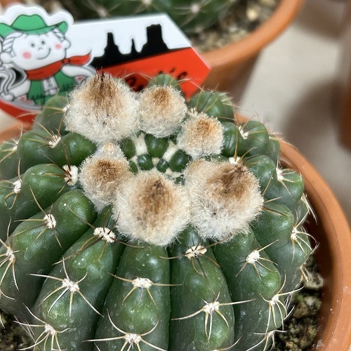 現在花無し】サボテン 3.5号｜芳樹園オンラインショップ