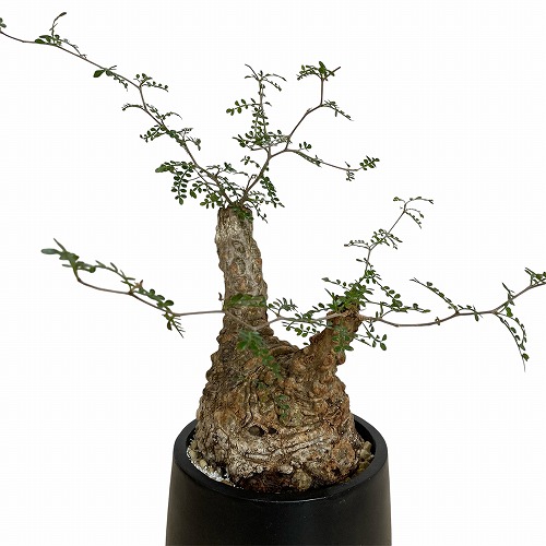 訳あり特価】オペルクリカリア パキプス(Operculicarya pachypus) 4号