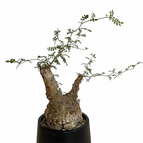 訳あり特価】オペルクリカリア パキプス(Operculicarya pachypus) 4号