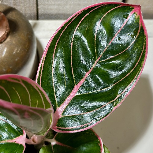 アグラオネマ ロータスデライト 2.5号透明ポット(個体おまかせ1鉢