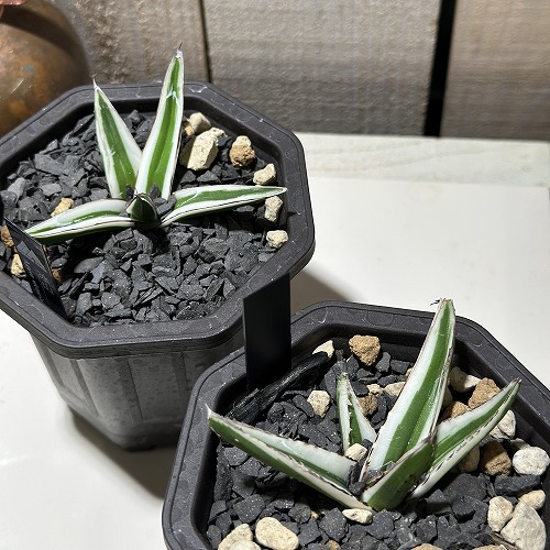 アガベ 氷山 3号鉢(個体おまかせ1鉢)｜芳樹園オンラインショップ