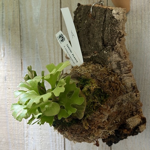 コウモリラン(ビカクシダ) リドレイ ドワーフ シルバー 個体A(現品