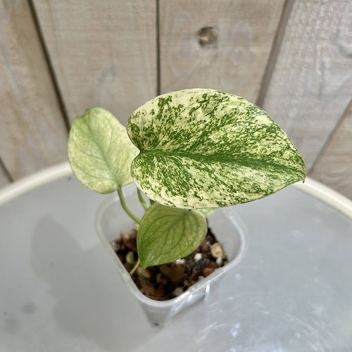 斑入りモンステラ ホワイトモンスター(天津蘭) 3.5号ロング透明鉢(現品