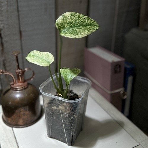 斑入りモンステラ ホワイトモンスター(天津蘭) 3.5号ロング透明鉢(現品