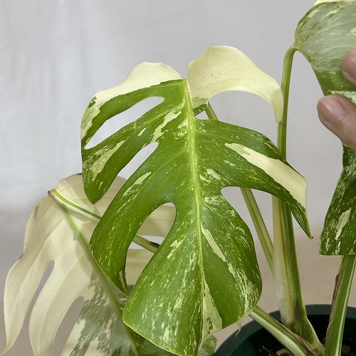 葉傷みあり 斑入りモンステラ ホワイトタイガー(白斑) 5号底面給水鉢