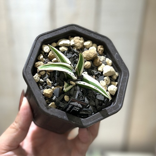 アガベ 氷山 3号鉢(個体おまかせ1鉢)｜芳樹園オンラインショップ