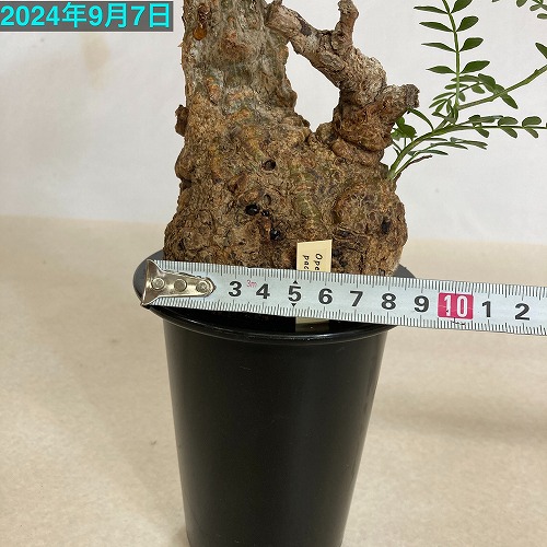 オペルクリカリア パキプス 4.5号ロング黒鉢｜芳樹園オンラインショップ