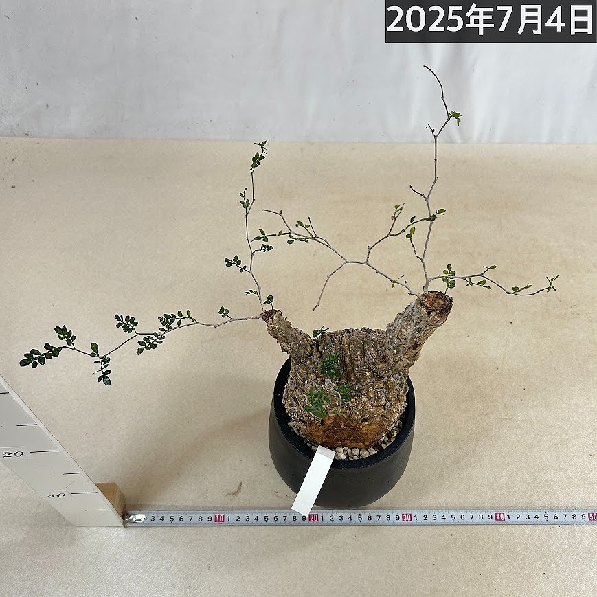 訳あり特価】オペルクリカリア パキプス(Operculicarya pachypus) 4号