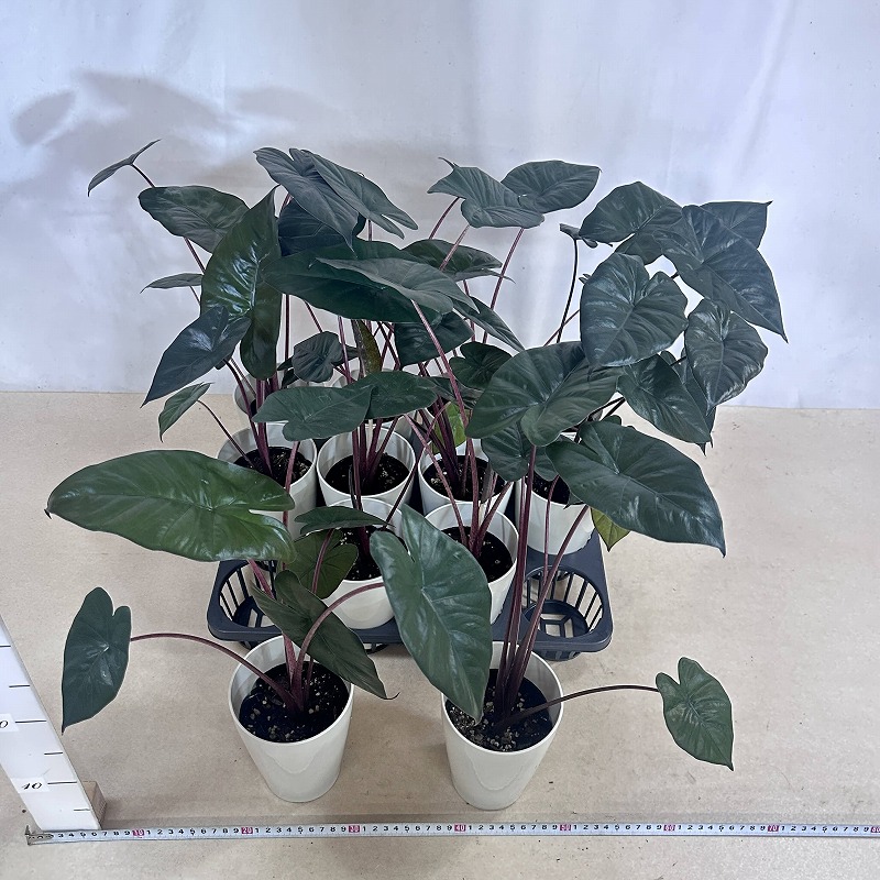 アロカシア ユカタンプリンセス 4号ロング白鉢(個体おまかせ1鉢