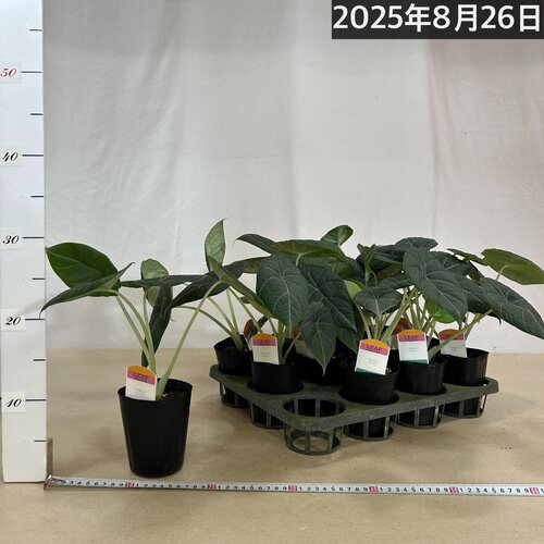 間伸び気味】アロカシア マハラニ 3号(個体おまかせ1鉢)｜芳樹園