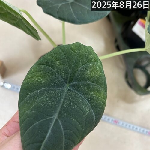 m*o様 11アロカシア マハラニ ゴールド 黄斑入り 11アロカシア