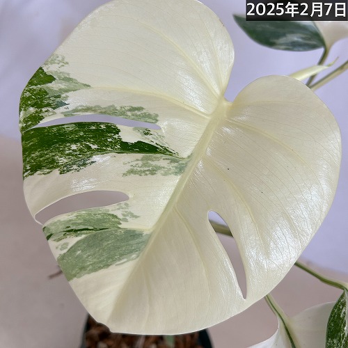 モンステラ ホワイトタイガー 白斑入り 5号 個体5 現品 一点もの