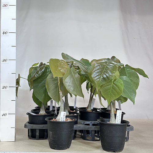 葉傷みあり】プセウドボンバックス 3号鉢(個体おまかせ1鉢)｜芳樹園