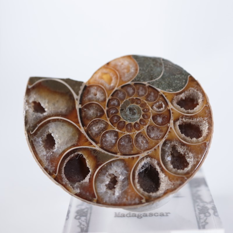 マダガスカル産 アンモナイト（カット＆ポリッシュ） | 鉱物標本
