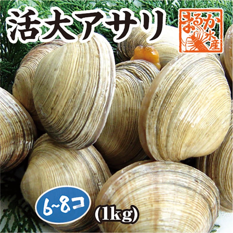 活 大アサリ 1kg 6～8個 [大あさり] | 貝類,大アサリ | まるか水産