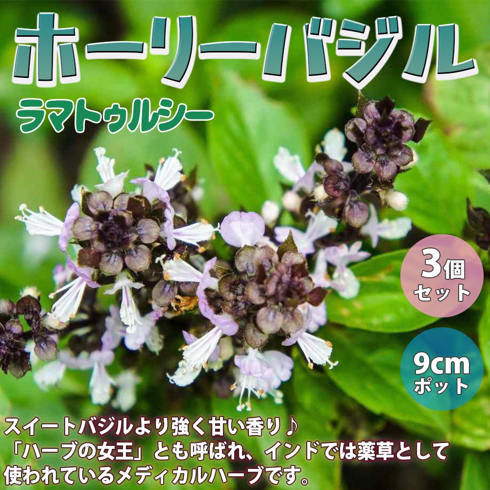 ホーリーバジル（ラマトゥルシー）【ハーブ苗9cmポット／3個セット