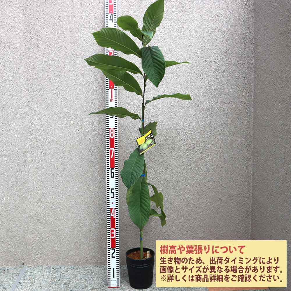 ポポー 品種：マンゴー【果樹苗 2年生 接木苗 5号鉢／1個】｜ 【植物の