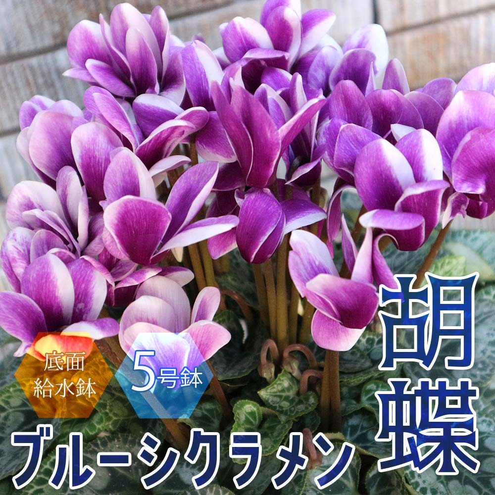 ブルーシクラメン 胡蝶 【開花株 5号 底面給水鉢／1個売り】｜ 【植物