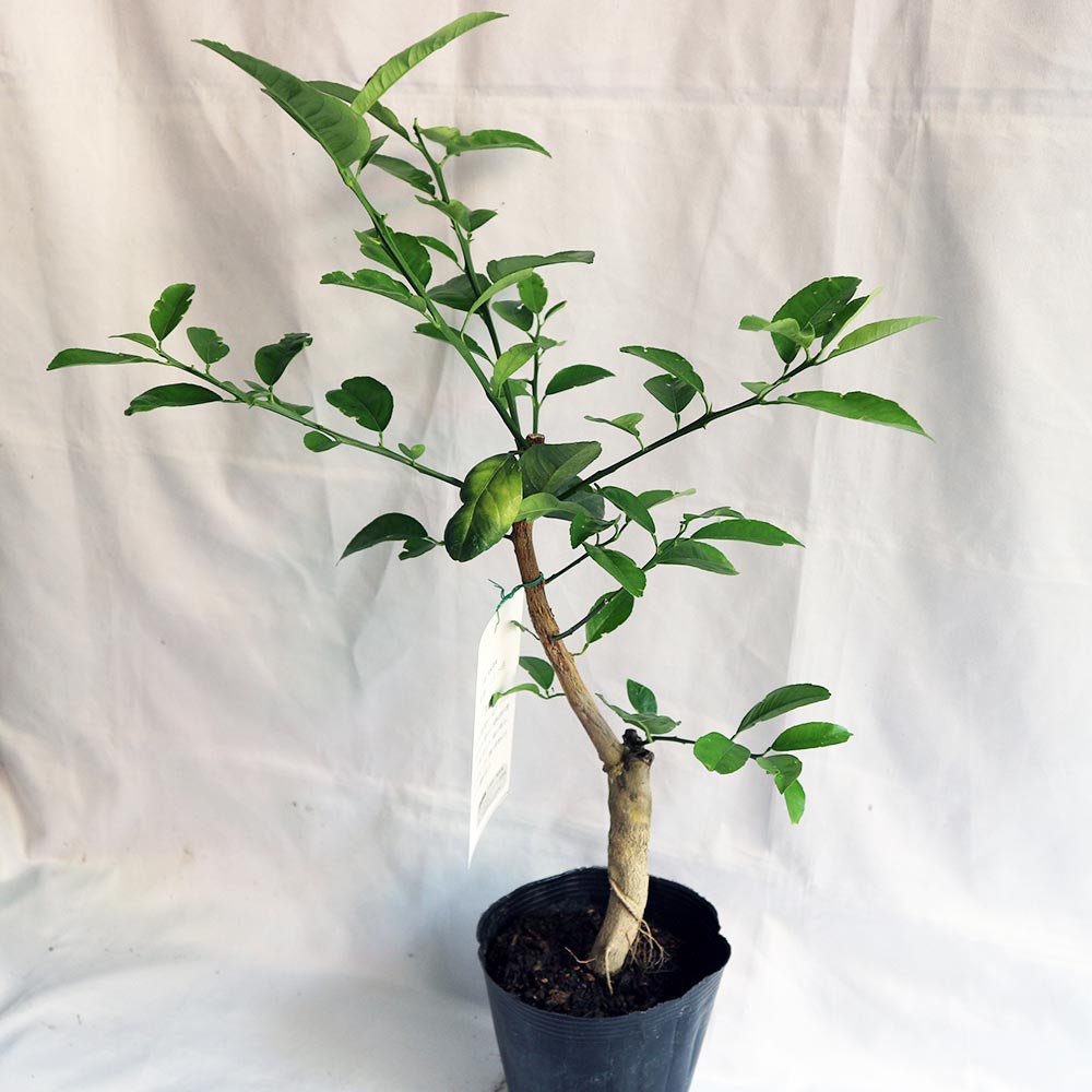 レモン スイートレモネード【果樹苗 2年生 接木苗 15cmポット