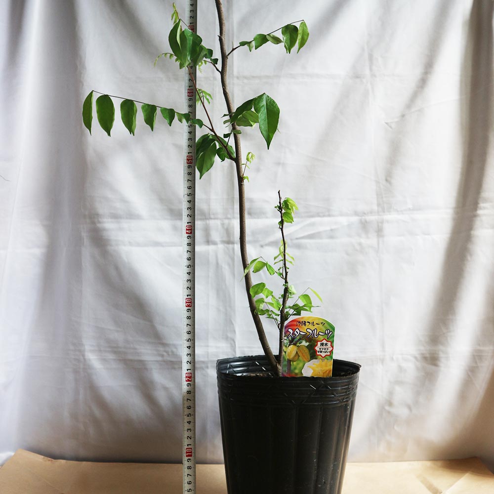 スターフルーツの苗木【果樹苗 1年生接木苗 21cmポット／1個