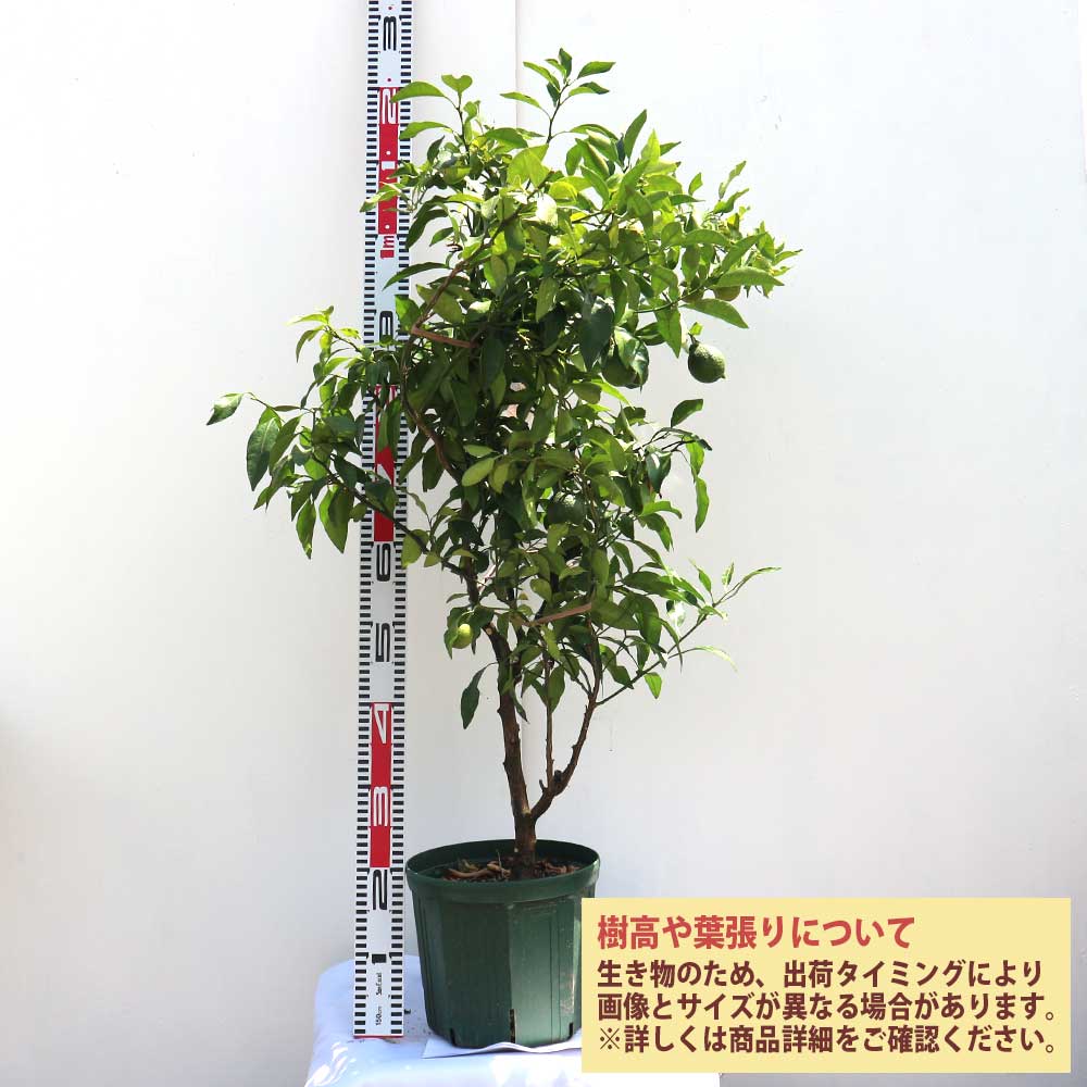 デコポンの苗木 不知火【果樹苗 3年生 接木苗21～24cmポット／1個