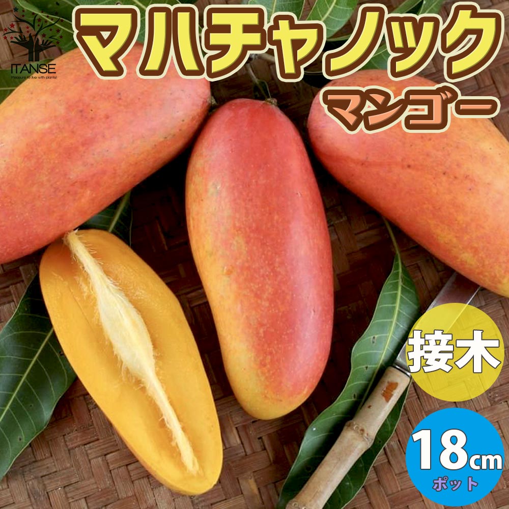 マンゴーの苗木 マハチャノック (鉢植え苗なので年中植付け可能)【果樹