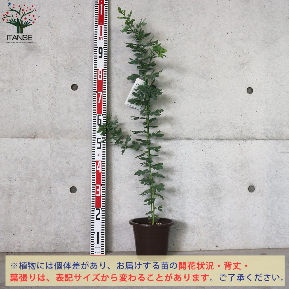 ミモザの苗 アカシア 花木苗【庭木 6号鉢／1個売り】｜ 【植物の
