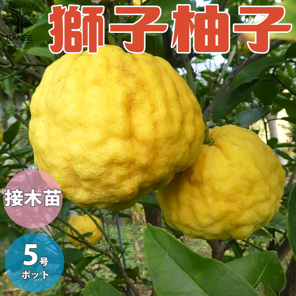 ゆずの苗 獅子柚子【果樹の苗木 15cmポット 1～2年生 接木苗／1個売り