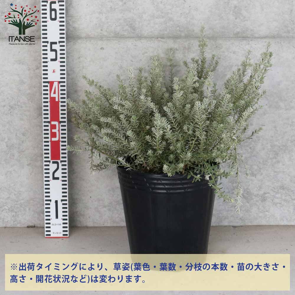 ウエストリンギア スモーキーホワイト【庭木 8号鉢 大苗／1個売り