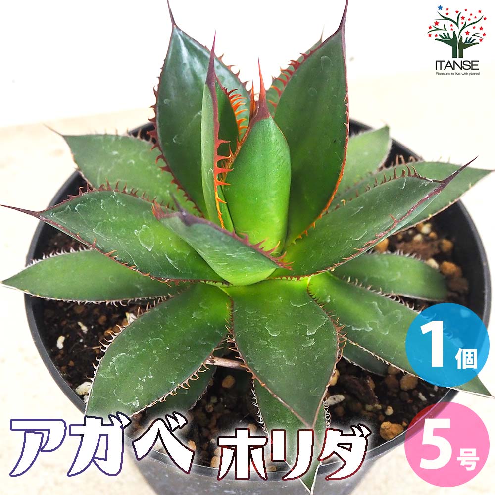 アガベ ホリダ【多肉植物 5号鉢／1個売り】｜ 【植物のITANSE