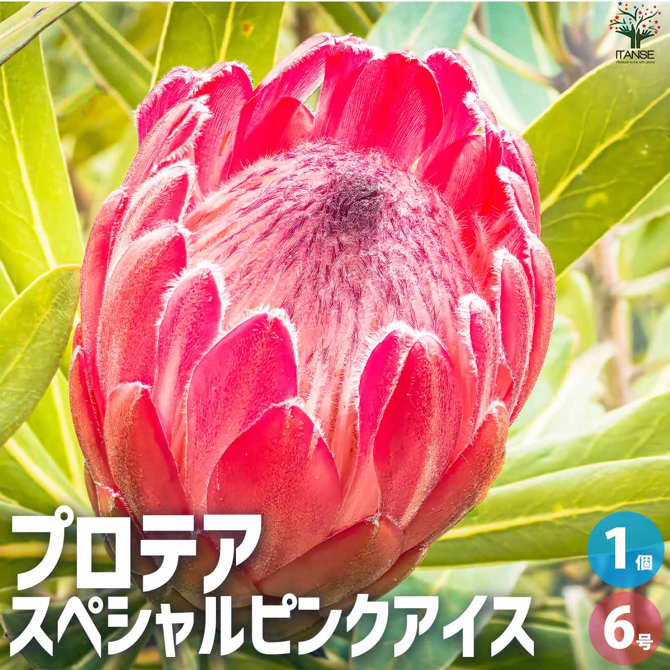 プロテア スペシャルピンクアイス【花苗 6号鉢／1個売り】｜ 【植物の