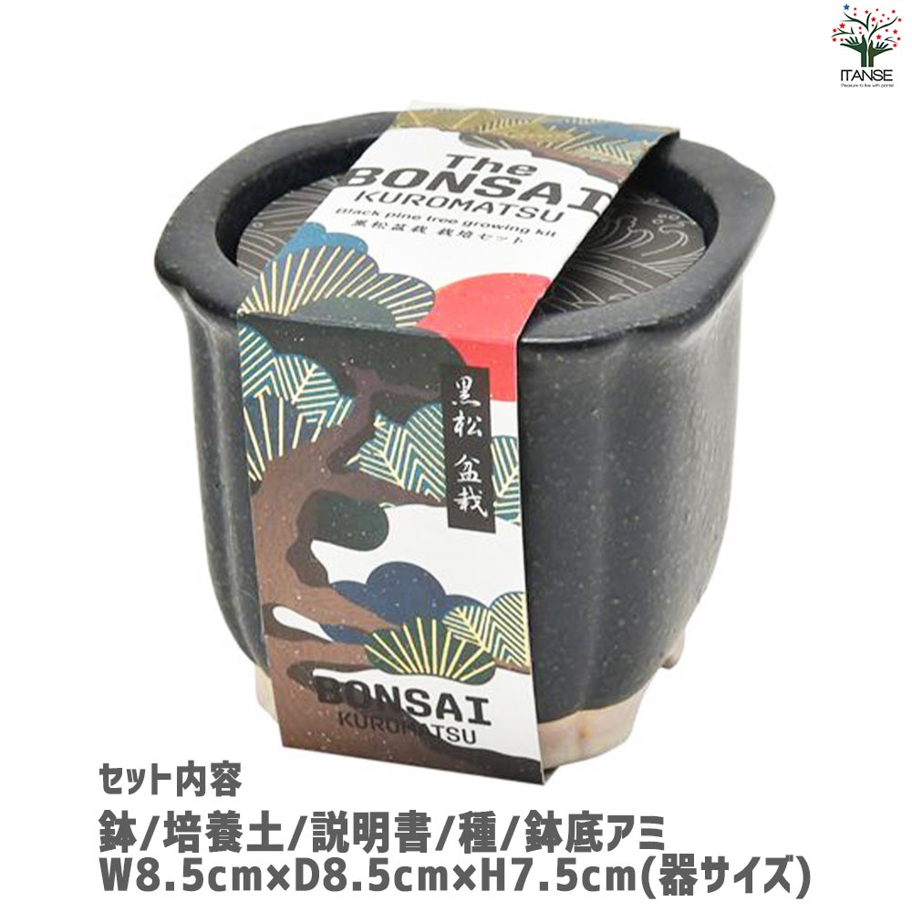 栽培セット The BONSAI 黒松【盆栽／1個売り】｜ 【植物のITANSE