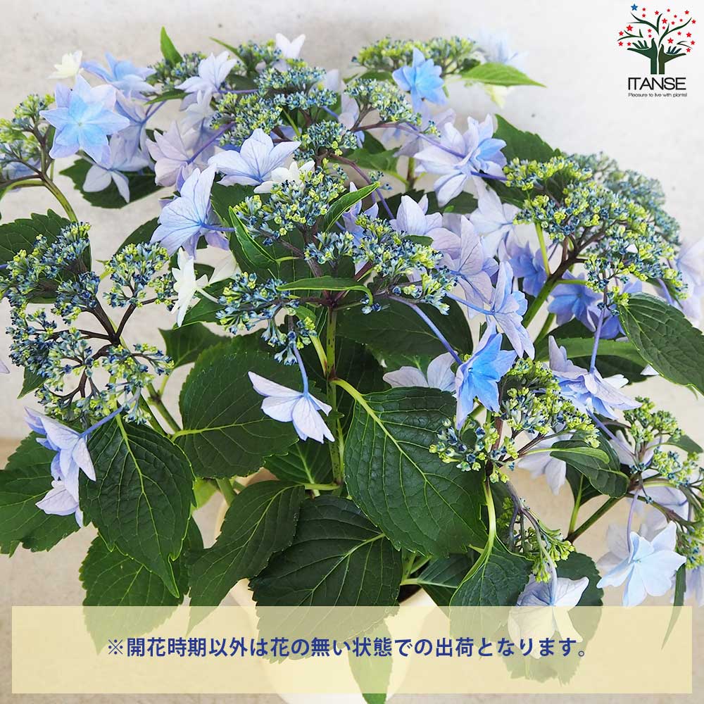 アジサイ 雨のち星(アメノチホシ)【花苗 5号底面給水鉢】｜ 【植物の